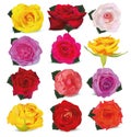Collection yellow, red, beige, pink, purple, orange, red-yellow, roses. Delicate roses. Detailed retouch. Flowers close Royalty Free Stock Photo