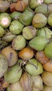 a collection of young coconuts Royalty Free Stock Photo