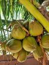 a collection of young and fresh green coconuts. Royalty Free Stock Photo