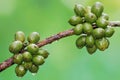 A collection of young green robusta coffee berries.