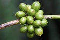 A collection of young green robusta coffee berries.