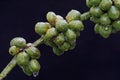 A collection of young green robusta coffee berries.