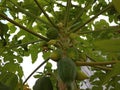 A collection of young papayas Royalty Free Stock Photo