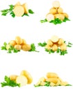 Collection of young potatoes, parsley . Isolated Royalty Free Stock Photo
