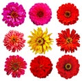Collection of Zinnia elegans