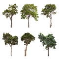 Collections big green tree isolated on white background Royalty Free Stock Photo