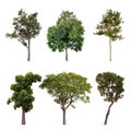 Collections big green tree isolated on white background Royalty Free Stock Photo