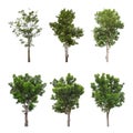 Collections big green tree isolated on white background Royalty Free Stock Photo