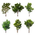 Collections big green tree isolated on white background Royalty Free Stock Photo