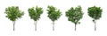 Collections big green tree isolated on a white background. clipping path Royalty Free Stock Photo