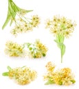 Collections Branch of linden flowers