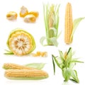 Collections of Fresh raw corn cobs Royalty Free Stock Photo