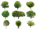 collections green tree isolated. green tree isolated on white ba Royalty Free Stock Photo