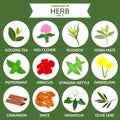 Collections of herb set 3, food vector illustration, flat icon