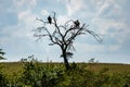 The collective noun for a group of vultures is a committee. These were meeting on a dead tree in Kruger National Park Royalty Free Stock Photo