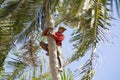 Collector of coconuts Royalty Free Stock Photo