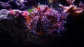 Pincushion Urchin, Hairy Tripneustes gratilla Royalty Free Stock Photo