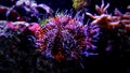 Pincushion Urchin, Hairy Tripneustes gratilla Royalty Free Stock Photo