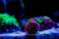 Collector urchin Tripneustes gratilla eating algae on a reef aquarium tank glass Royalty Free Stock Photo