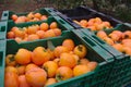 The collectors put the persimmons in crates in the field to be able to take them to the warehouse