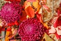 College of flowers and leaves close-up, purple buds, selective focus