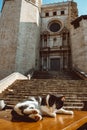Collegiate Church of Sant Feliu in Girona, Catalonia, Spain Royalty Free Stock Photo