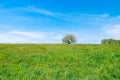 Collegno, Italy. Dora Riparia Park. View of a mound with a green meadow in the foreground and a distant tree and