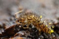 Collembola (Springtail)