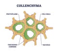 Collenchyma as ground tissue with thick supportive walls outline diagram Royalty Free Stock Photo