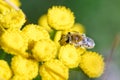 Colletes simulans or plasterer bee Royalty Free Stock Photo