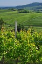 Colli Orientali del Friuli wine region, Italy. Hilly landscape
