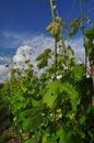 Colli Orientali del Friuli wine region, Italy.