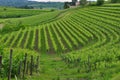 Colli Orientali del Friuli wine region, terraced fields, Italy