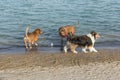 Collie attracting admiring gawk at dog park pond Royalty Free Stock Photo