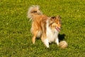 Collie with ball