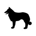 Collie. Black silhouette of a dog on a white background