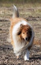 Collie breed