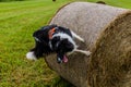 Collie breed dog jumping on a hay roll in the Czech Republ