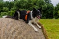 Collie breed dog sitting on a hay roll in the Czech Republ