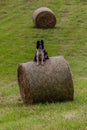 Collie breed dog sitting on a hay roll in the Czech Republ