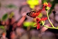 Collie butterfly feeding on flower