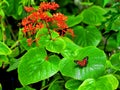 Collie butterfly in front of red flowers