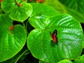 Collie butterfly on large green leaf Royalty Free Stock Photo