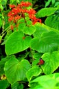 Collie butterfly beside red flowers (vertical) Royalty Free Stock Photo