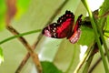 Collie butterfly standing on green leaf in aviary Royalty Free Stock Photo