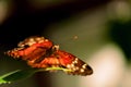 Collie butterfly standing on green leaf Royalty Free Stock Photo