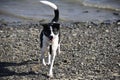 Collie cross dog on beach Royalty Free Stock Photo