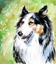 Collie dog