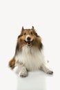 Collie dog. Royalty Free Stock Photo