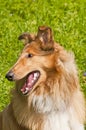 Collie dog Royalty Free Stock Photo